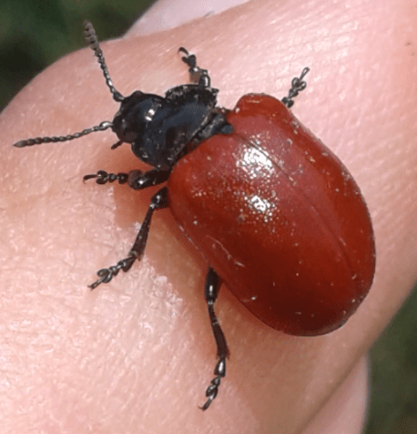 Chrysomelidae: Chrysomela populi